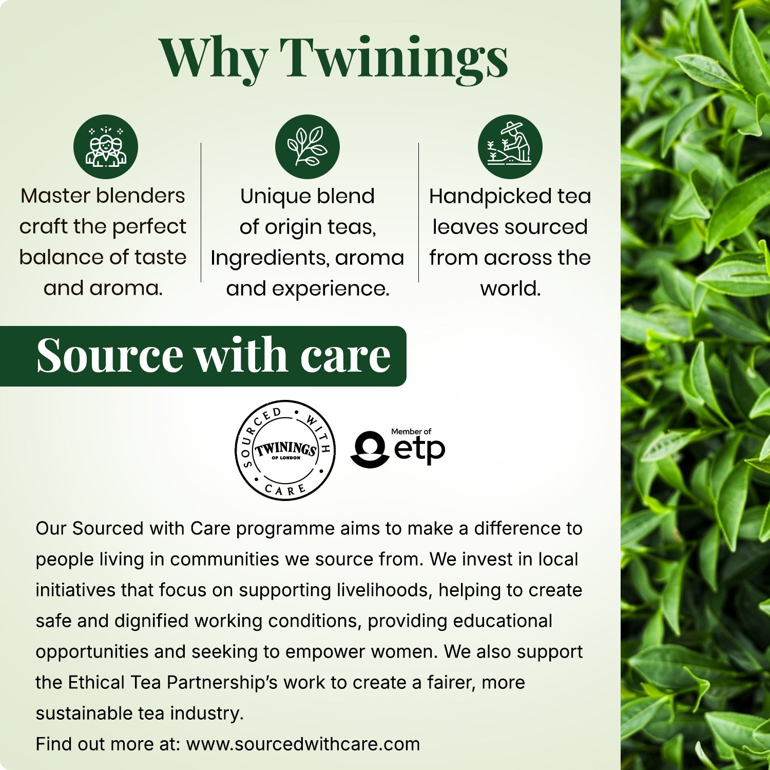Green Tea - Mint