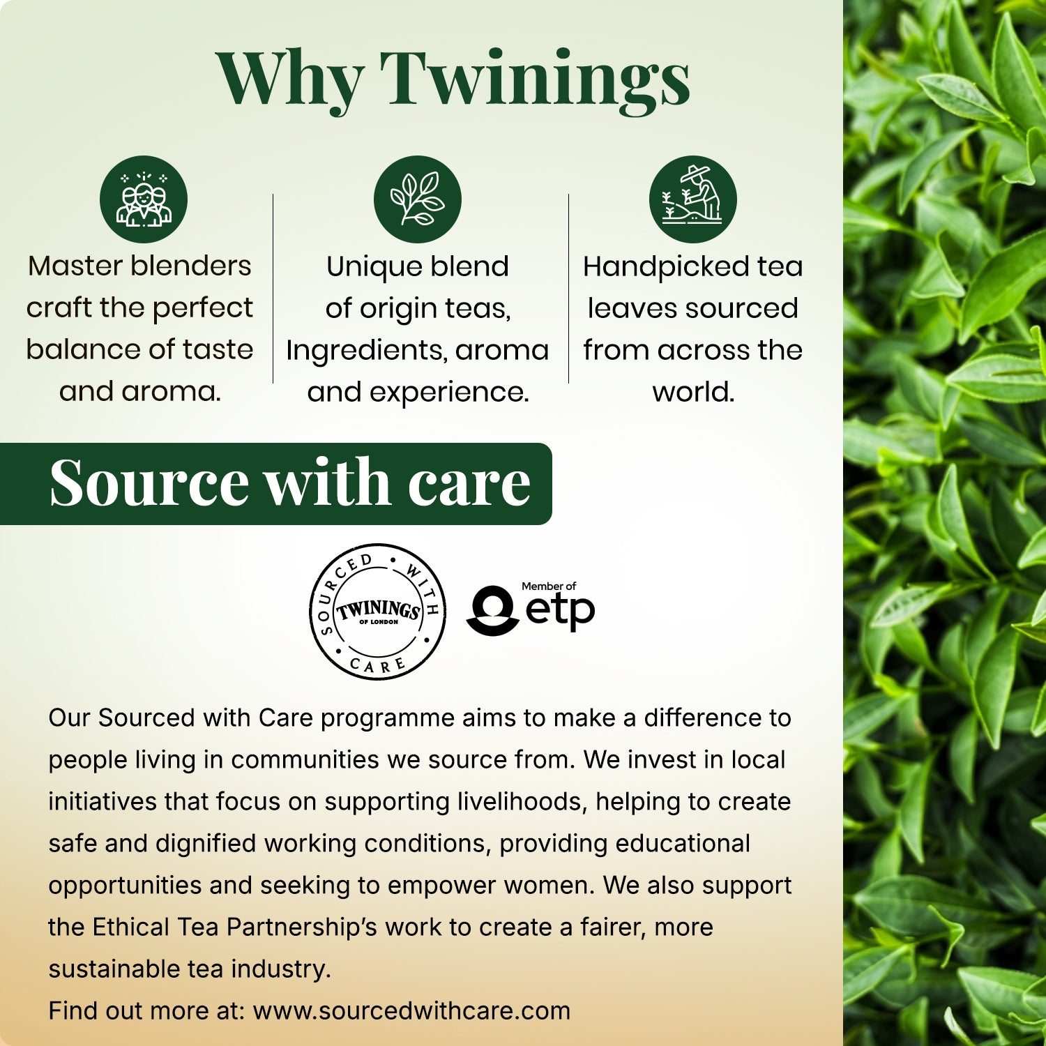 Green Tea - Jasmine