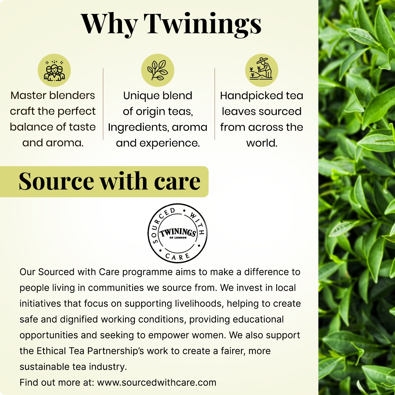 Herbal Infusion - Peppermint