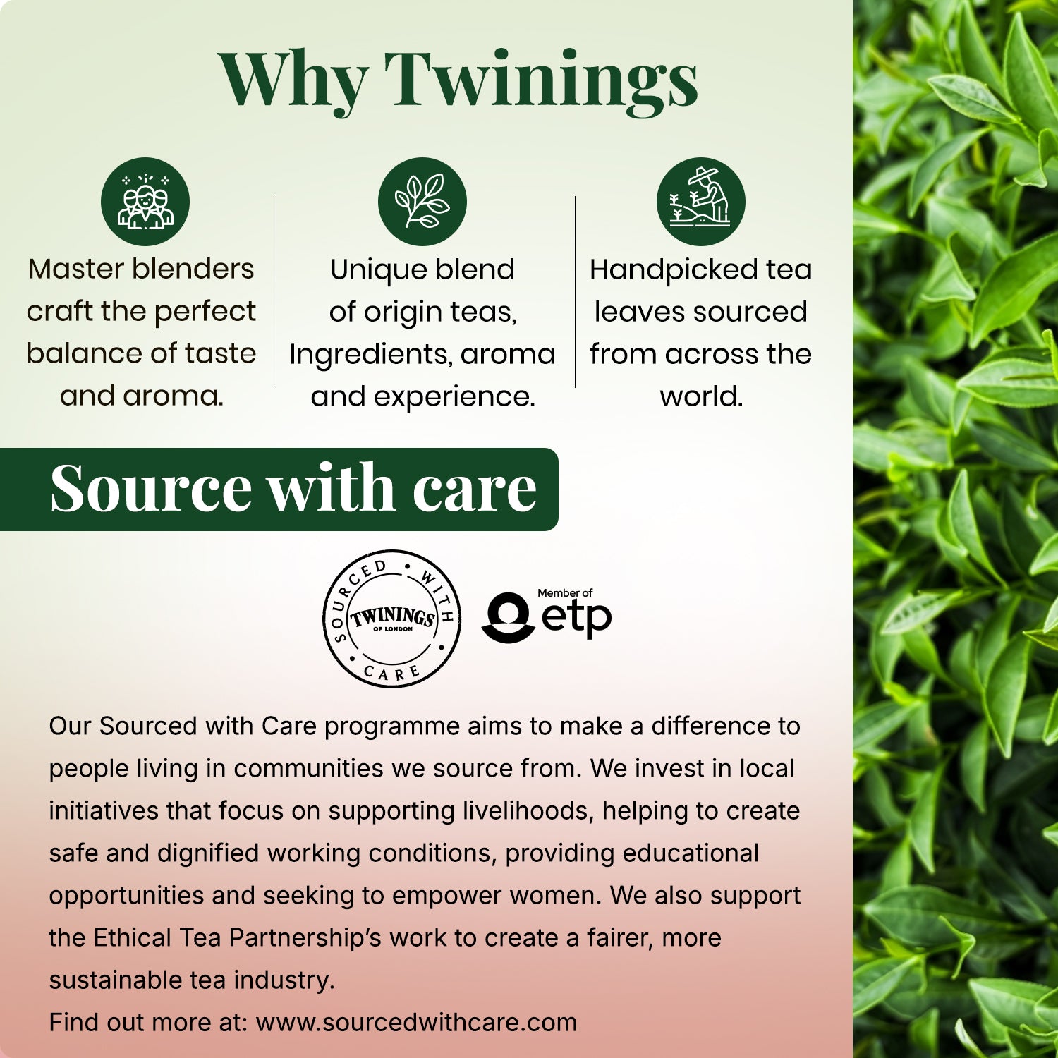 Green Tea - Strawberry