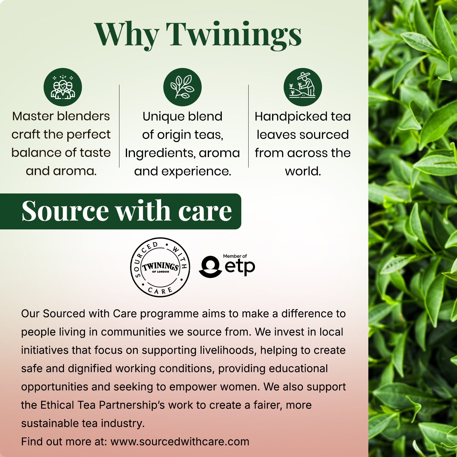 Green Tea - Pomegranate