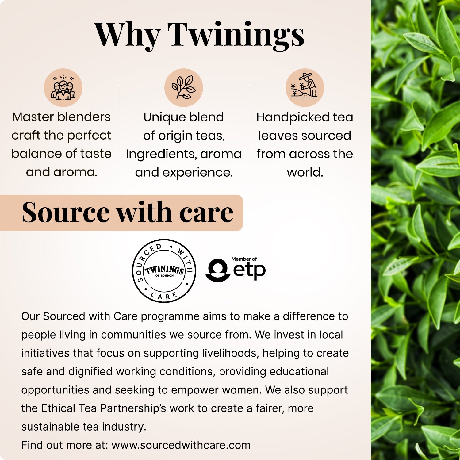 Black Tea - Assam