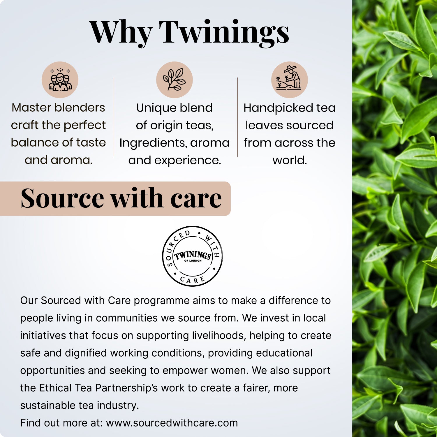 Herbal Infusion - Chamomile