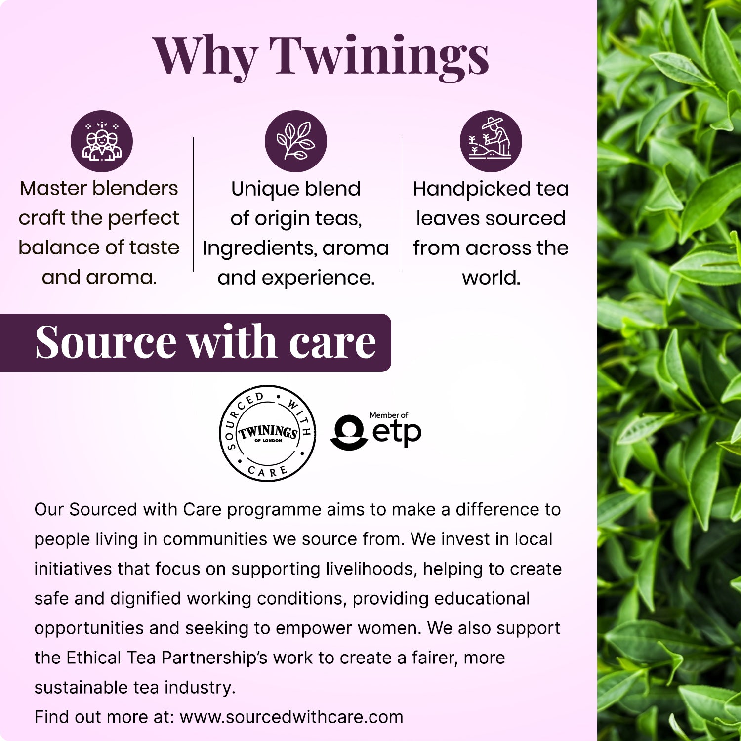 Black Tea - Darjeeling