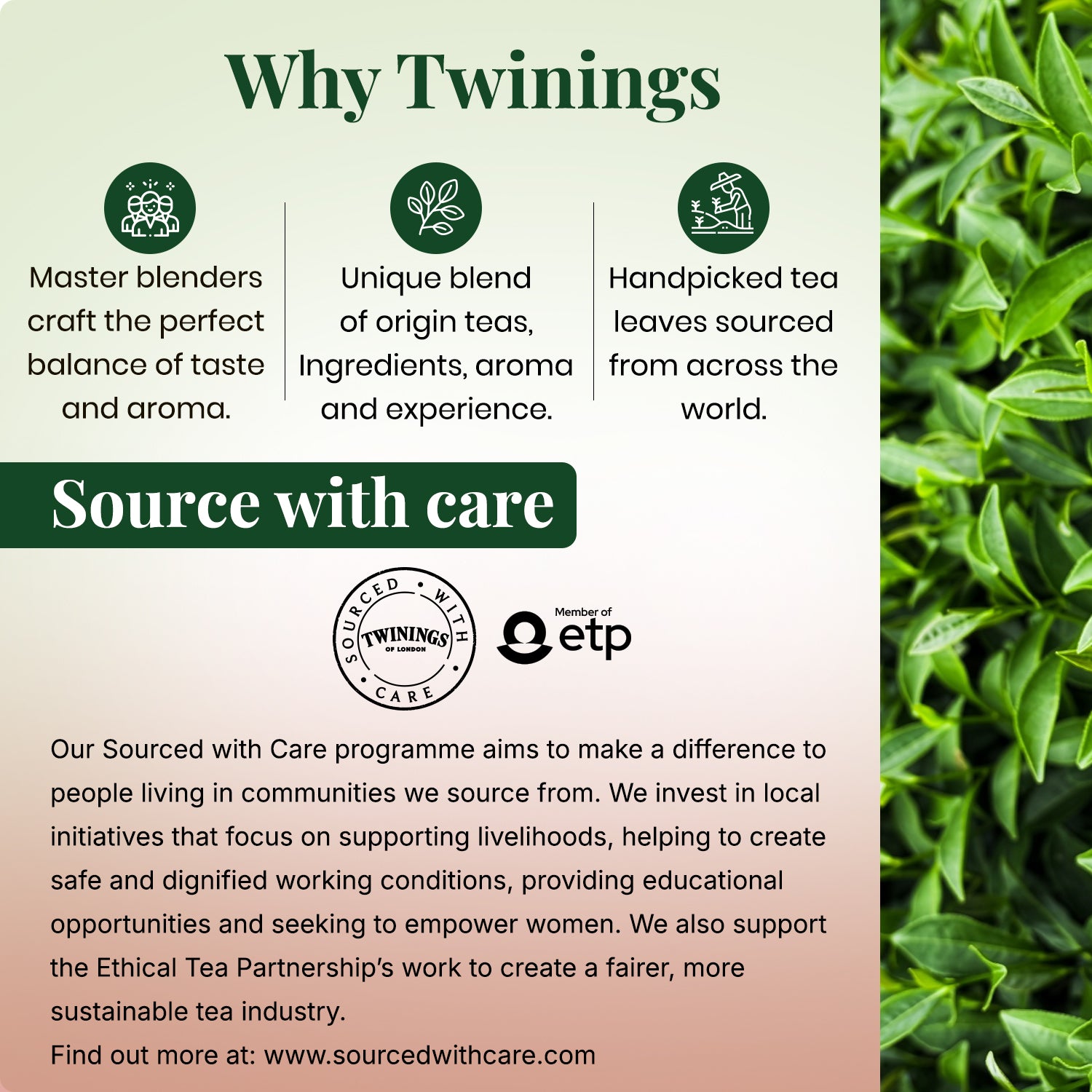 Green Tea - Cranberry