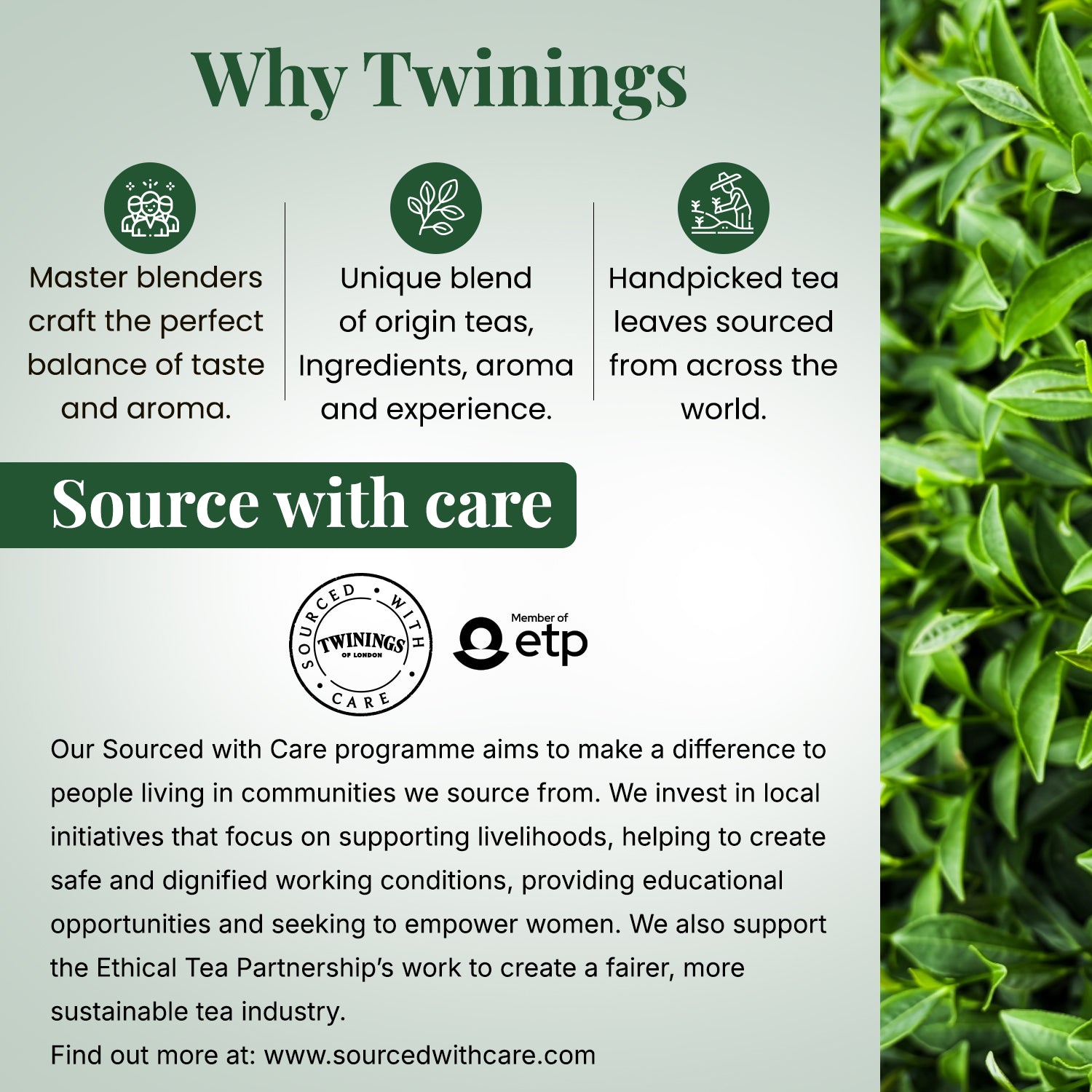 Twinings Darjeeling Green Whole Leaf Tea