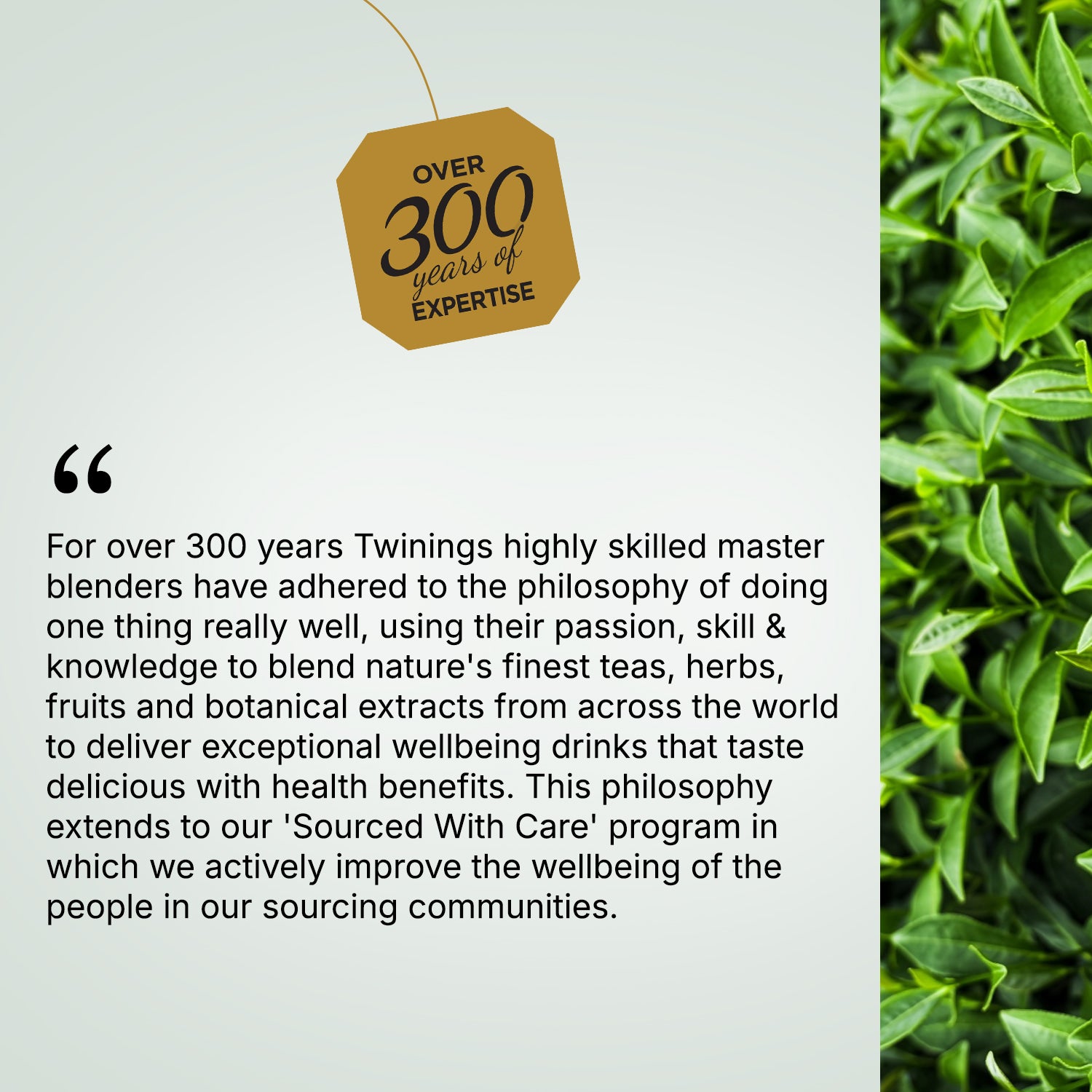 Twinings Darjeeling Green Whole Leaf Tea