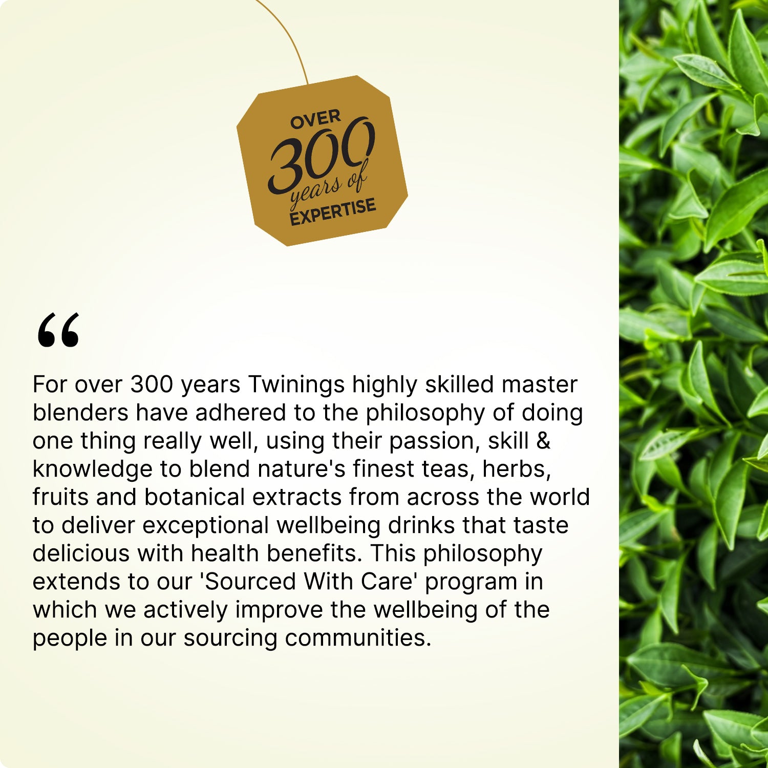 Herbal Infusion - Peppermint