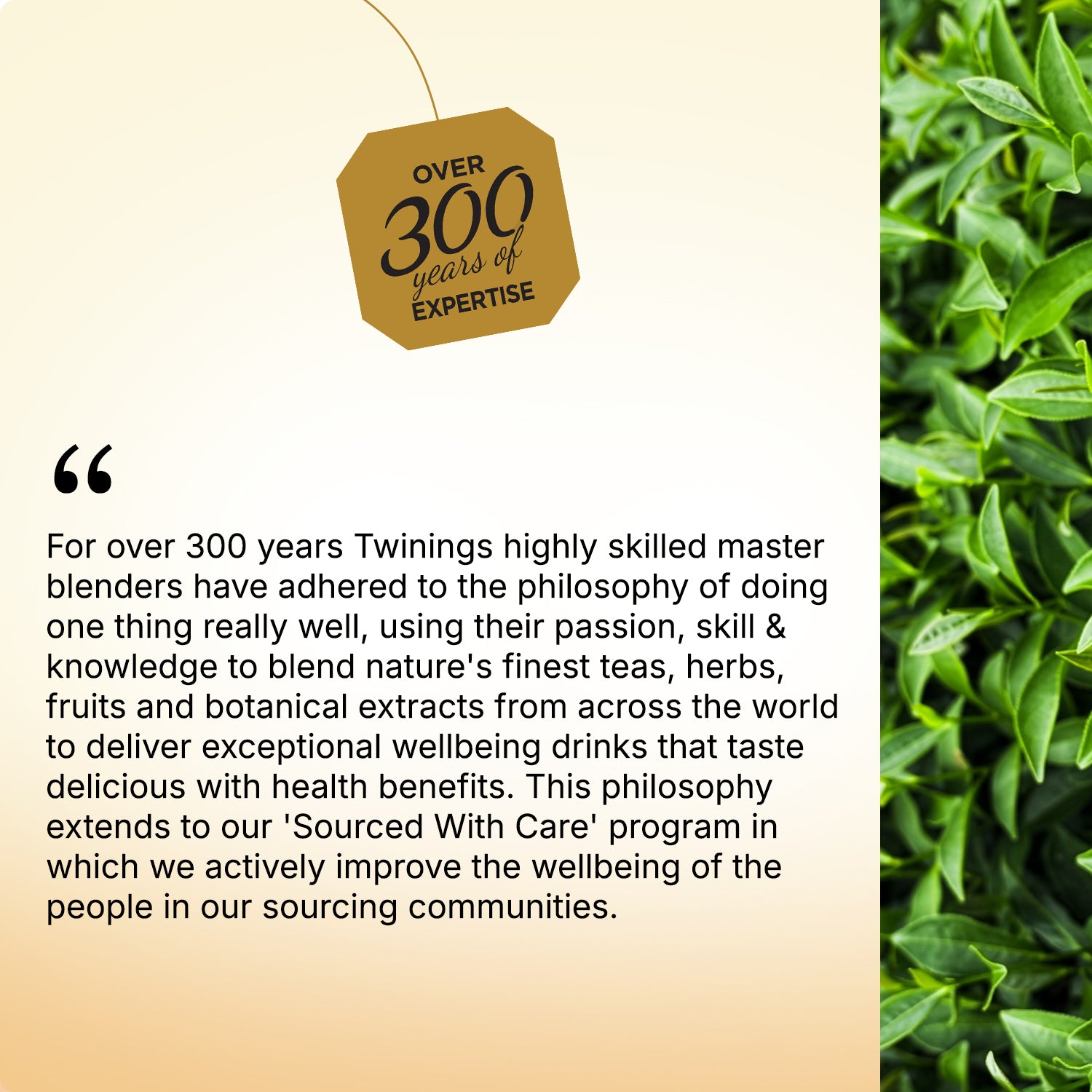 Green Tea - Jasmine