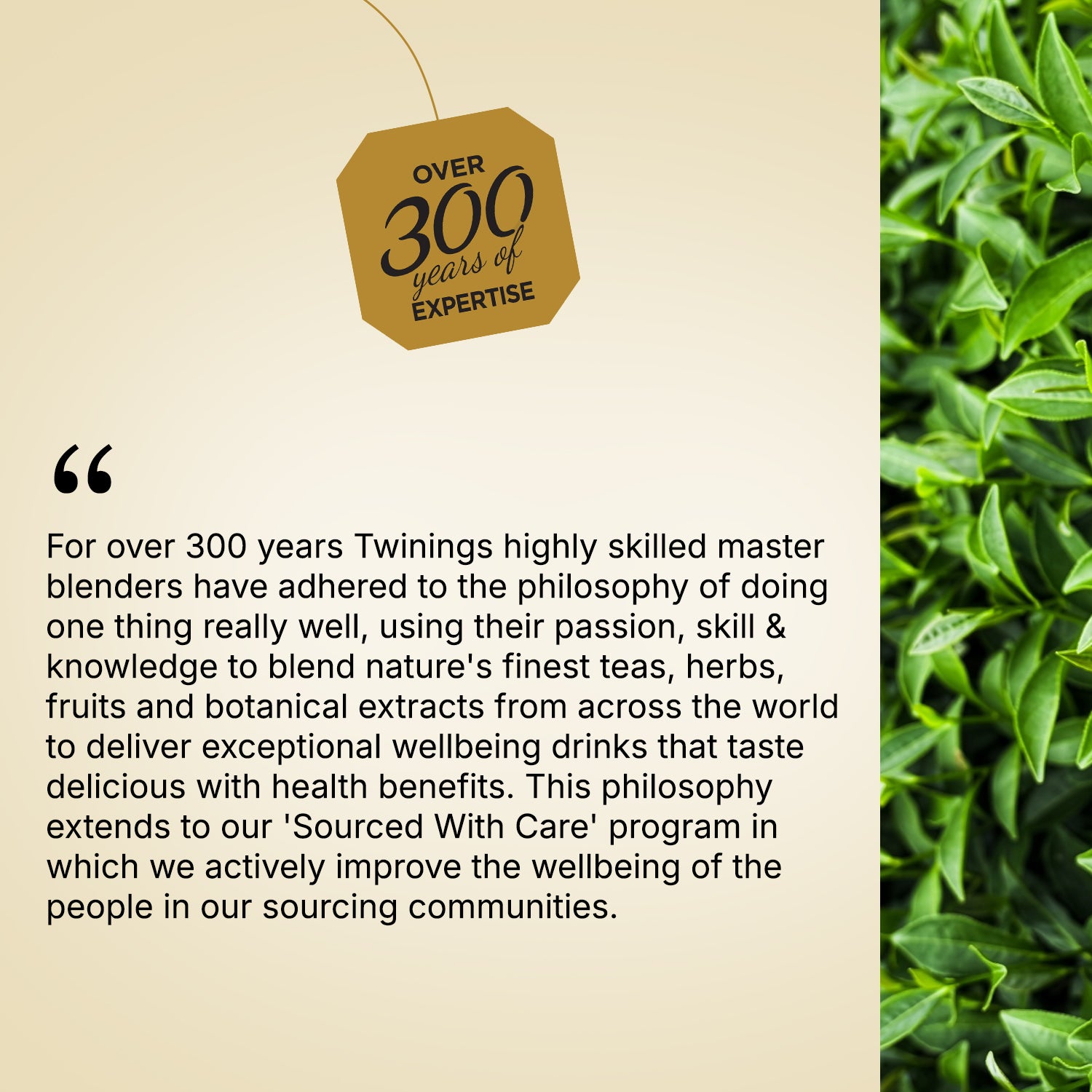 Twinings Assam Second Flush Tea Assam
