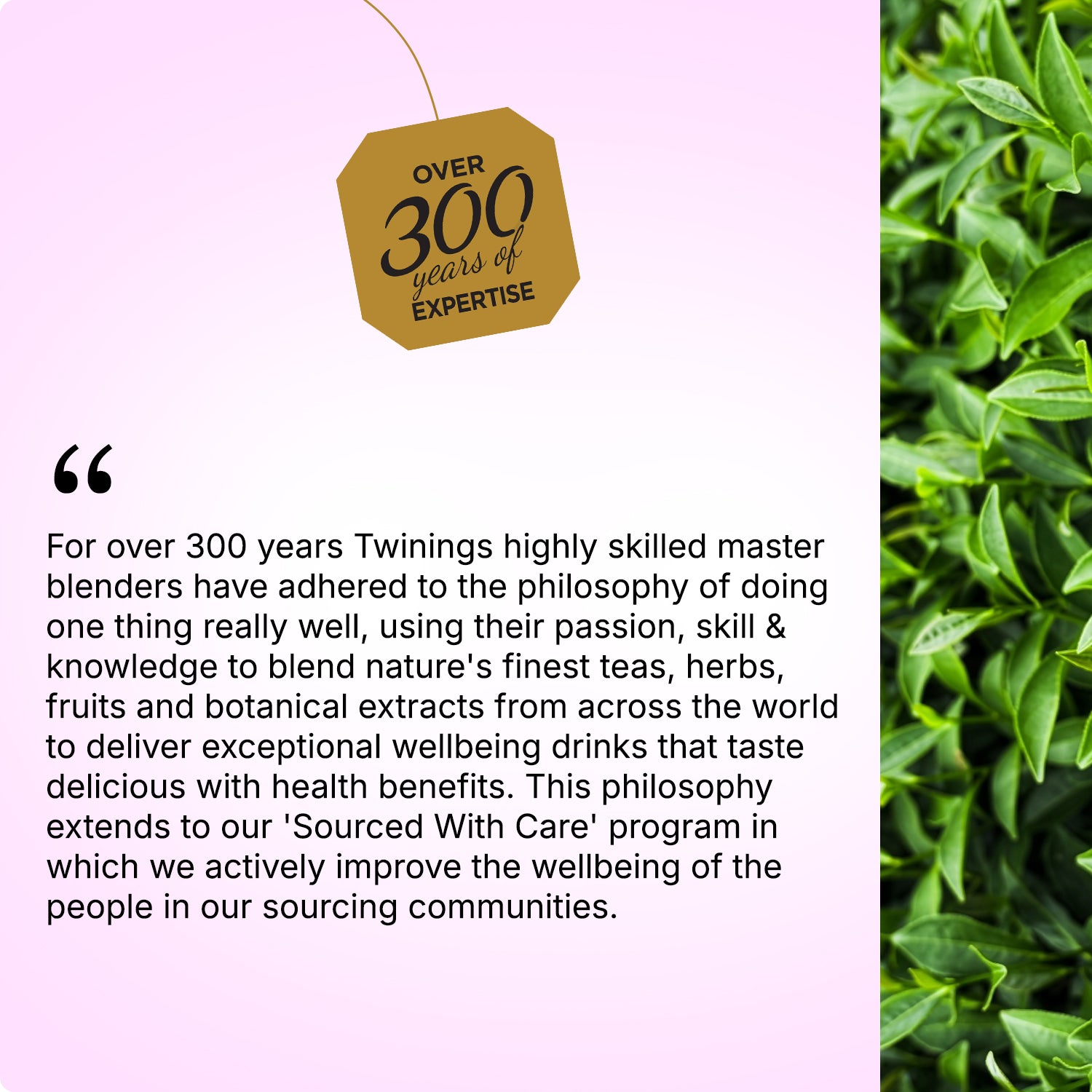 Black Tea - Darjeeling