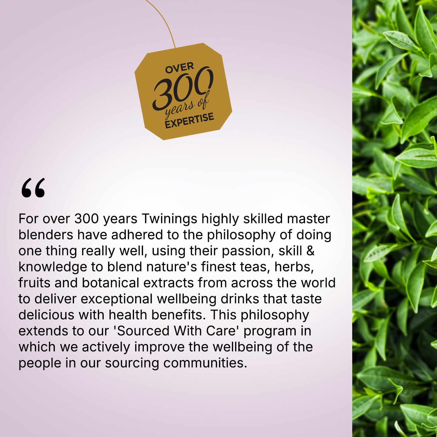 Twinings Darjeeling Loose Leaf Tea